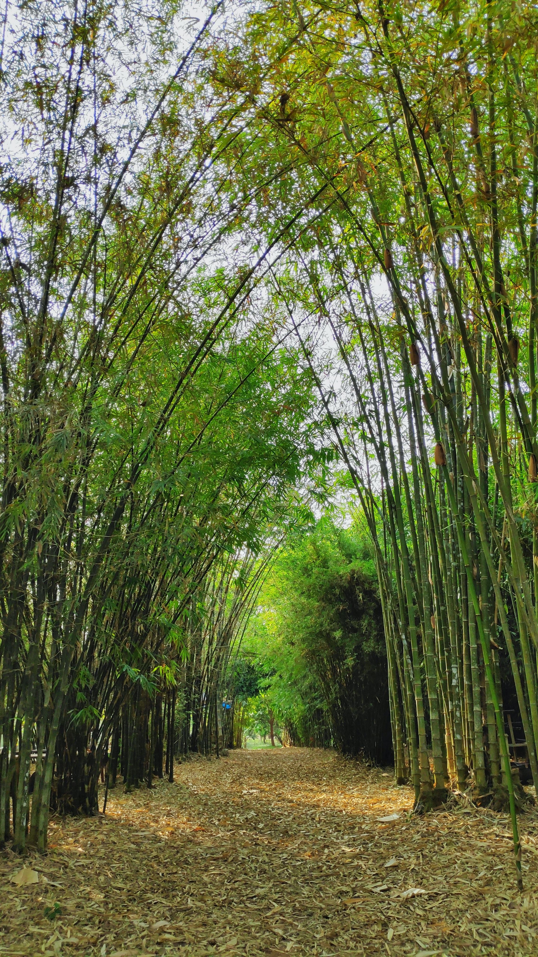 Hennur Bamboo Forest